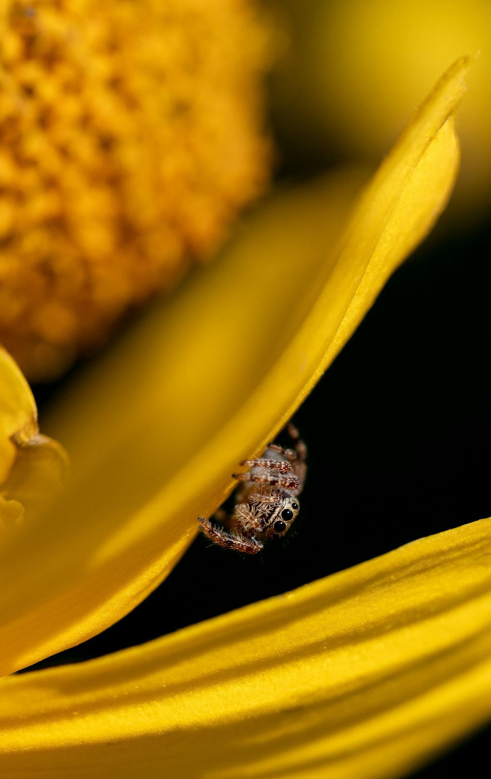 a frog on a yellow flower