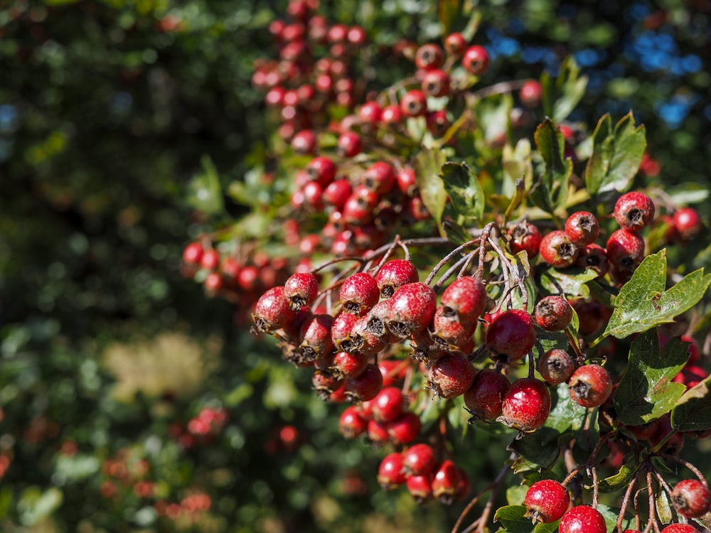 a close up of some berries