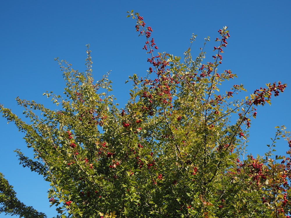 Un arbre aux fleurs rouges