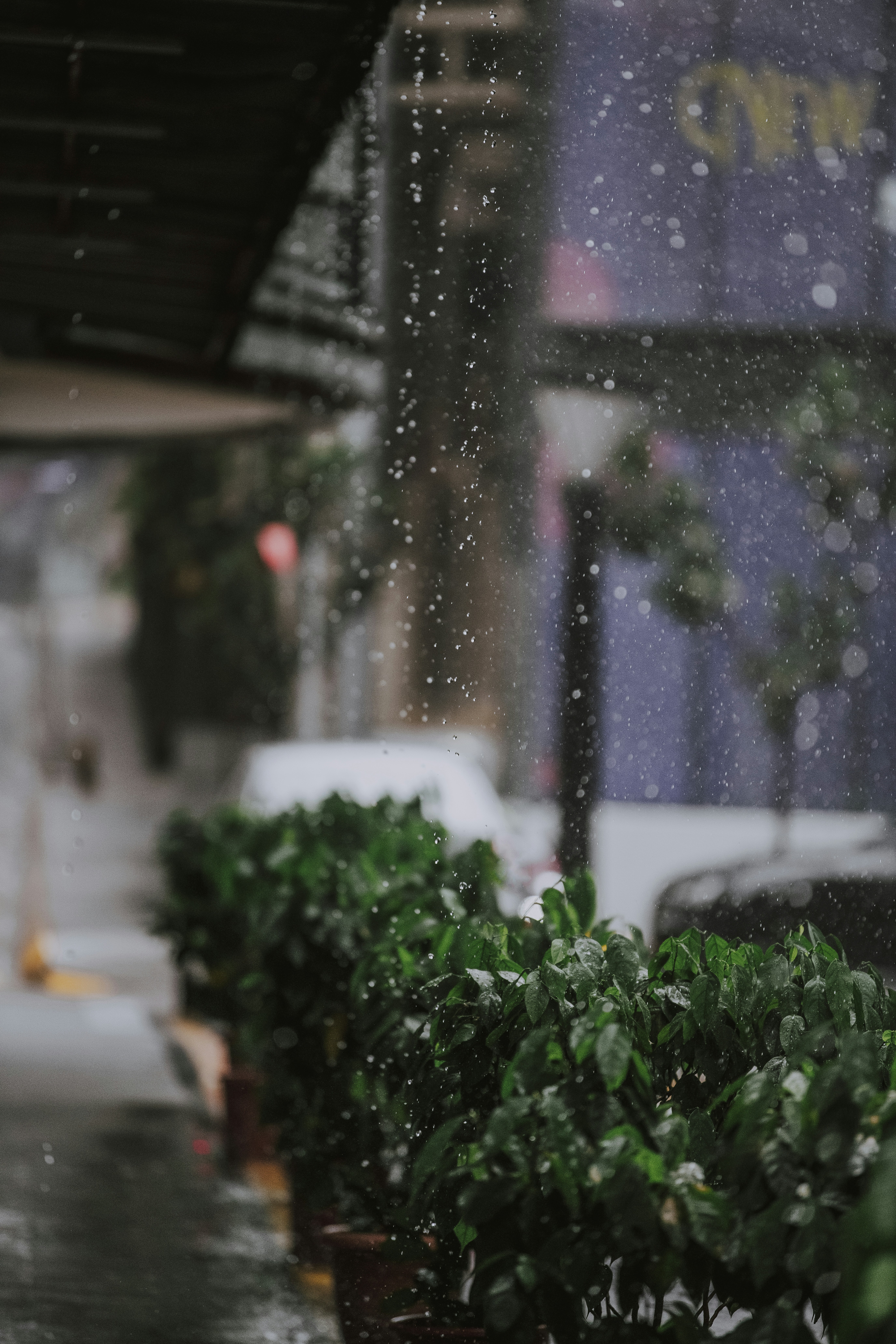 Photo by shaffuscanvas