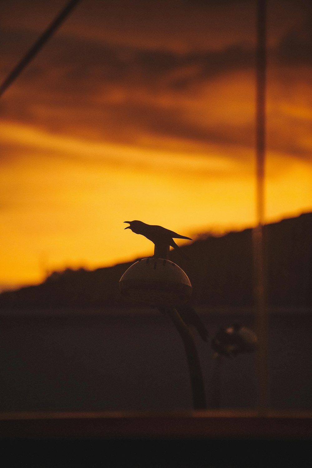 a bird on a lamp post