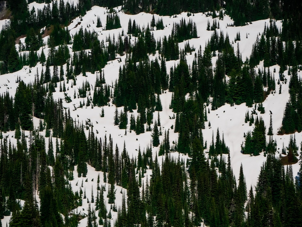 a snowy mountain with trees