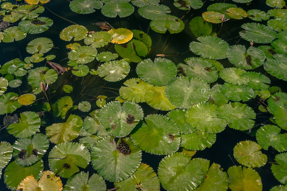 a group of leaves