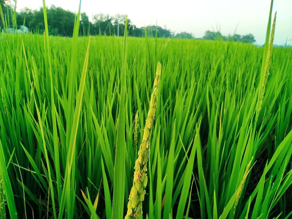 a field of green grass