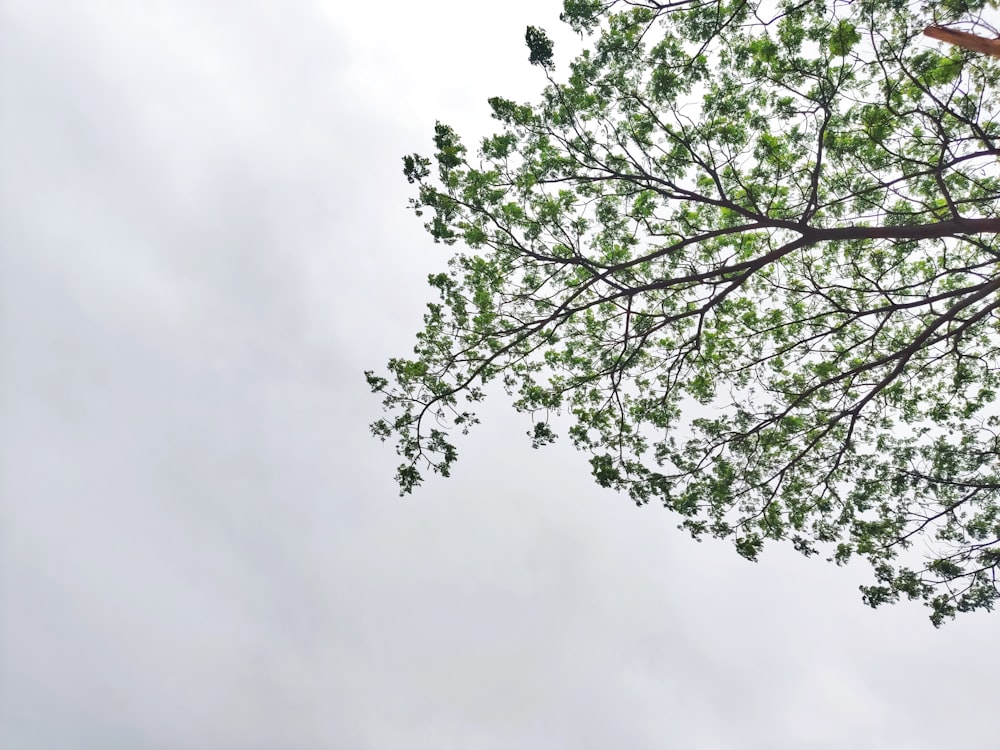 a tree with leaves