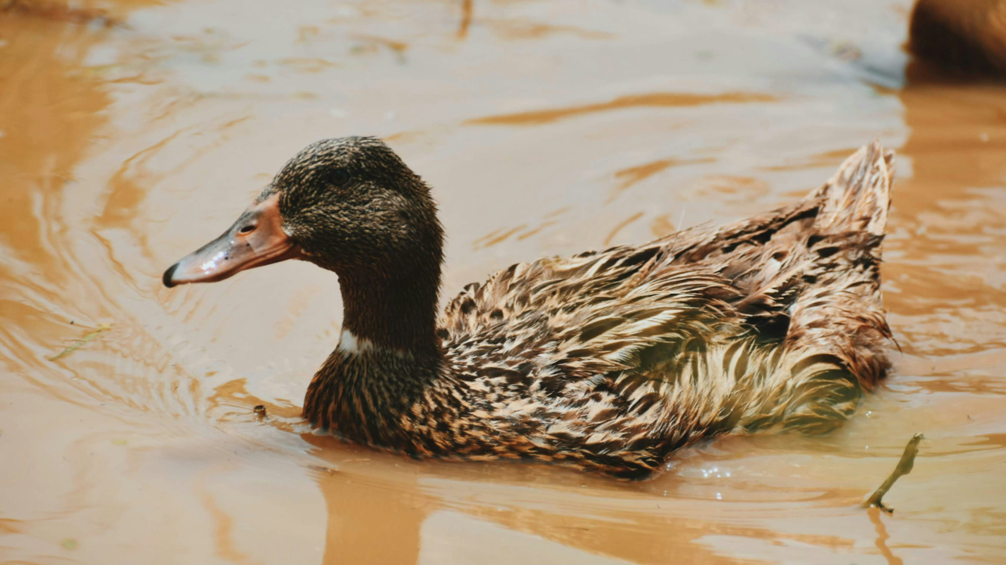 Un pato nadando en el agua