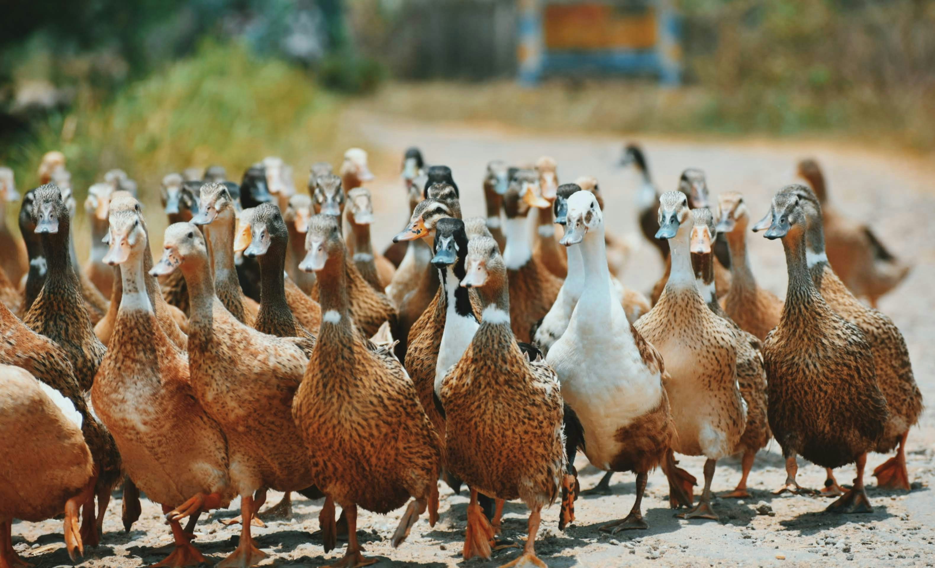 Un grupo de patos caminando por un camino de tierra