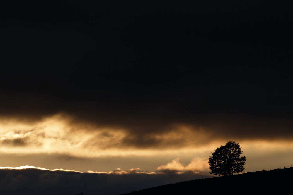 a tree under a cloudy sky