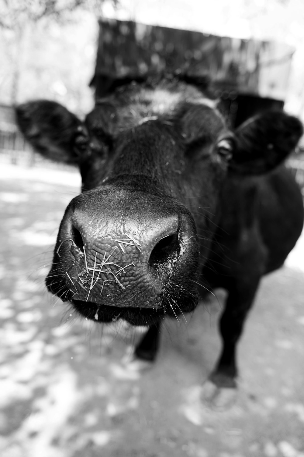 a black cow in water