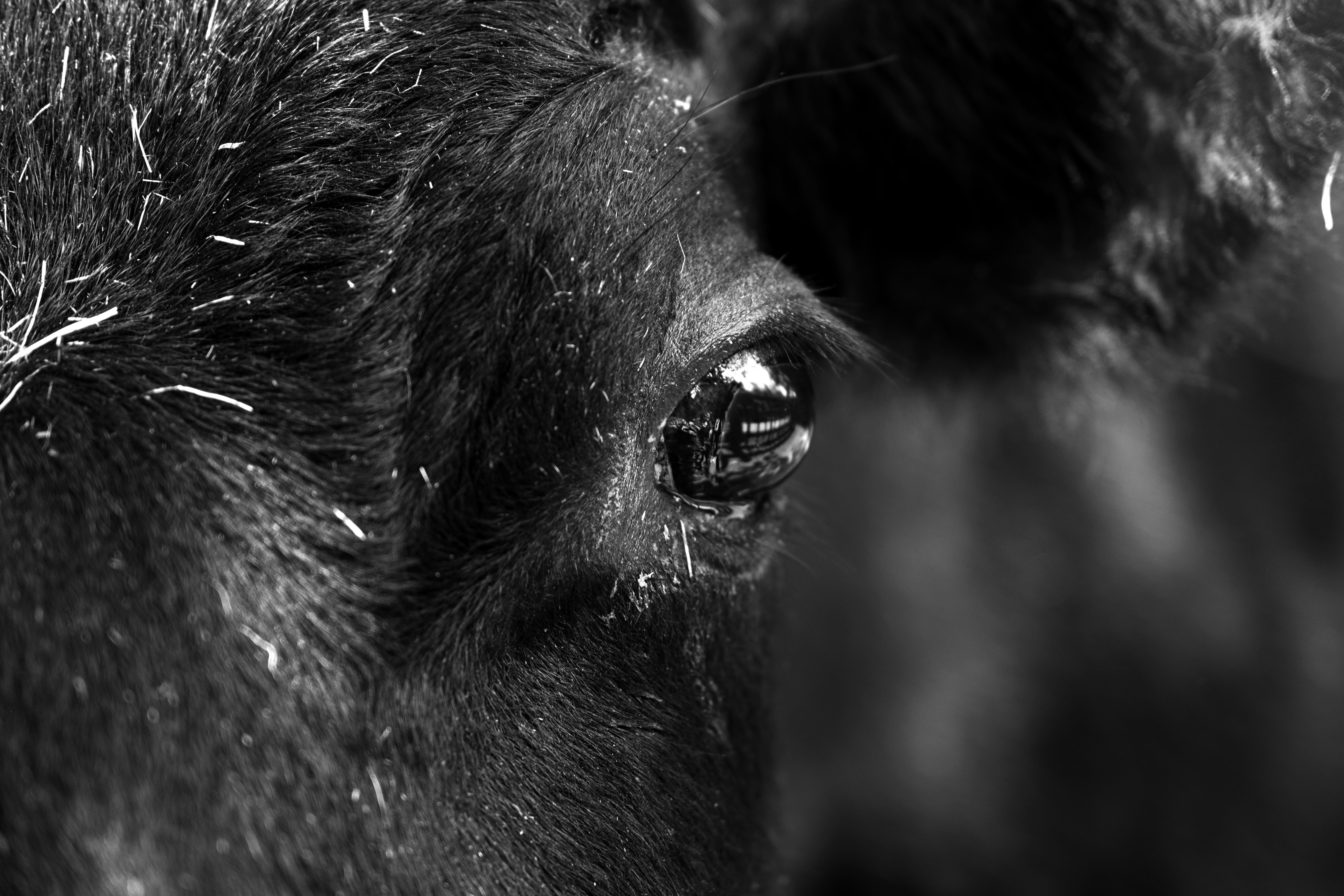 a close up of an animal