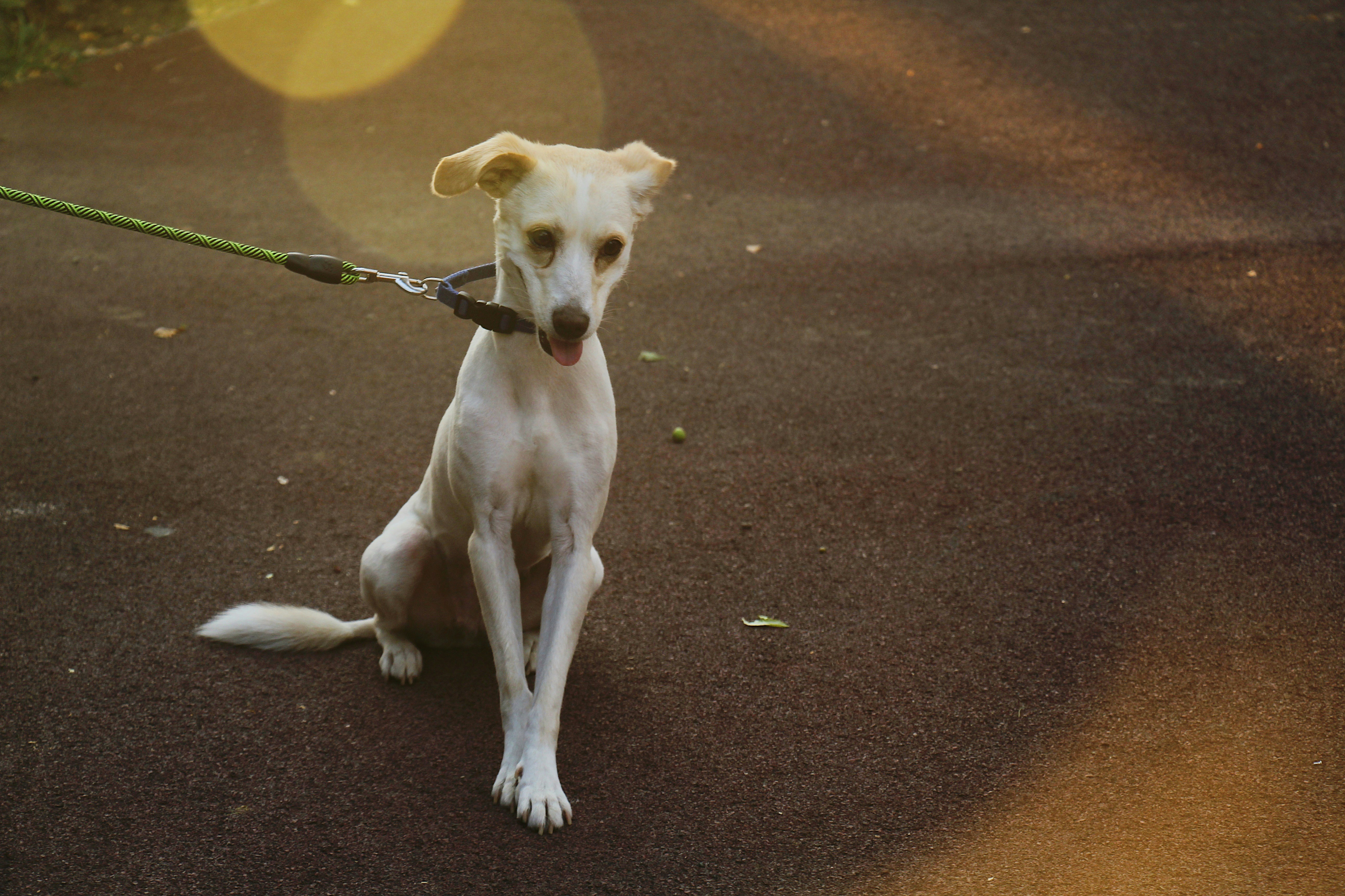 Durable Nylon Pet Leash