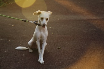 A light-colored dog sits on a paved path with a green leash attached to its collar. The sunlight creates lens flare effects, giving the image a warm and soft ambience.