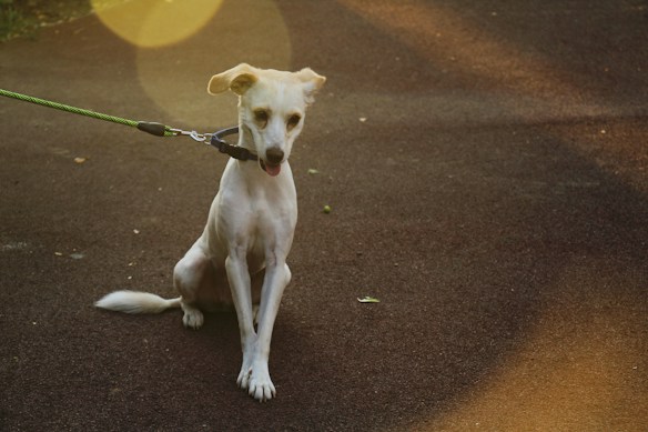 A light-colored dog sits on a paved path with a green leash attached to its collar. The sunlight creates lens flare effects, giving the image a warm and soft ambience.