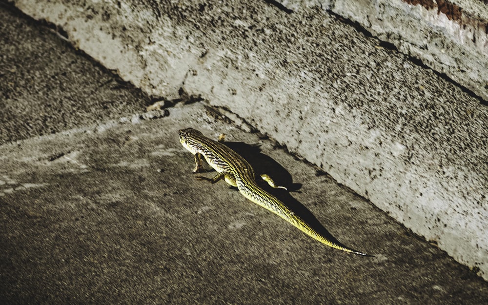 a lizard on a rock