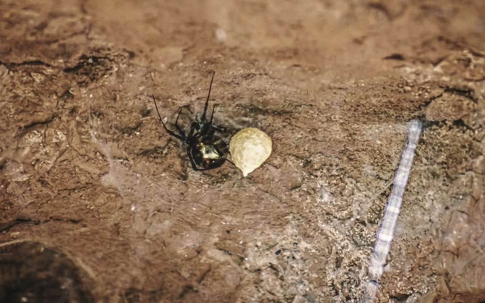 a black and brown spider on a rock
