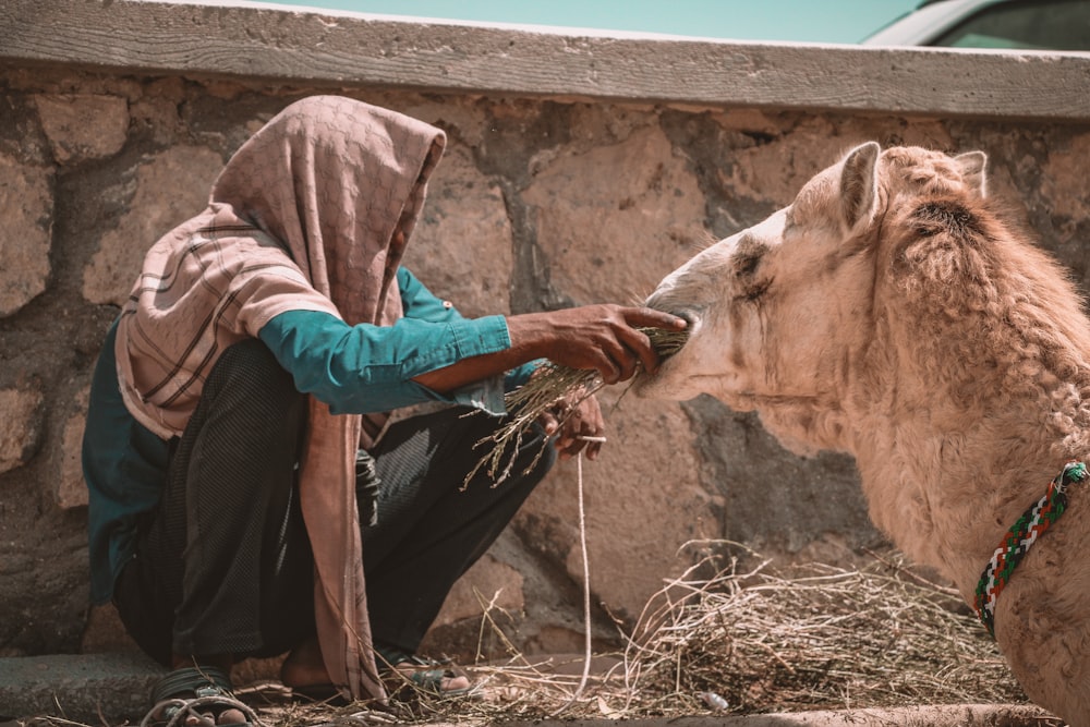 a person feeding a camel