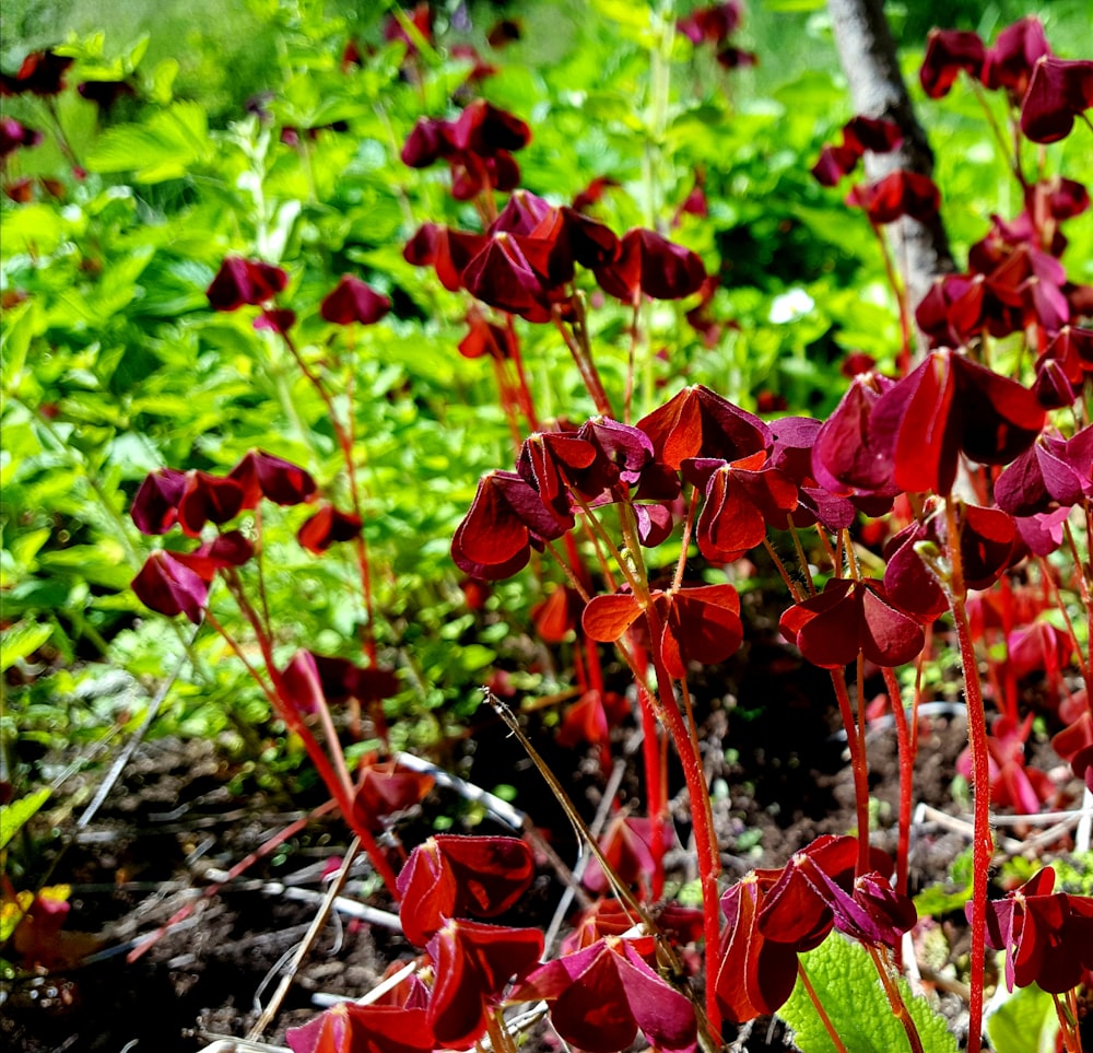 a close up of some flowers