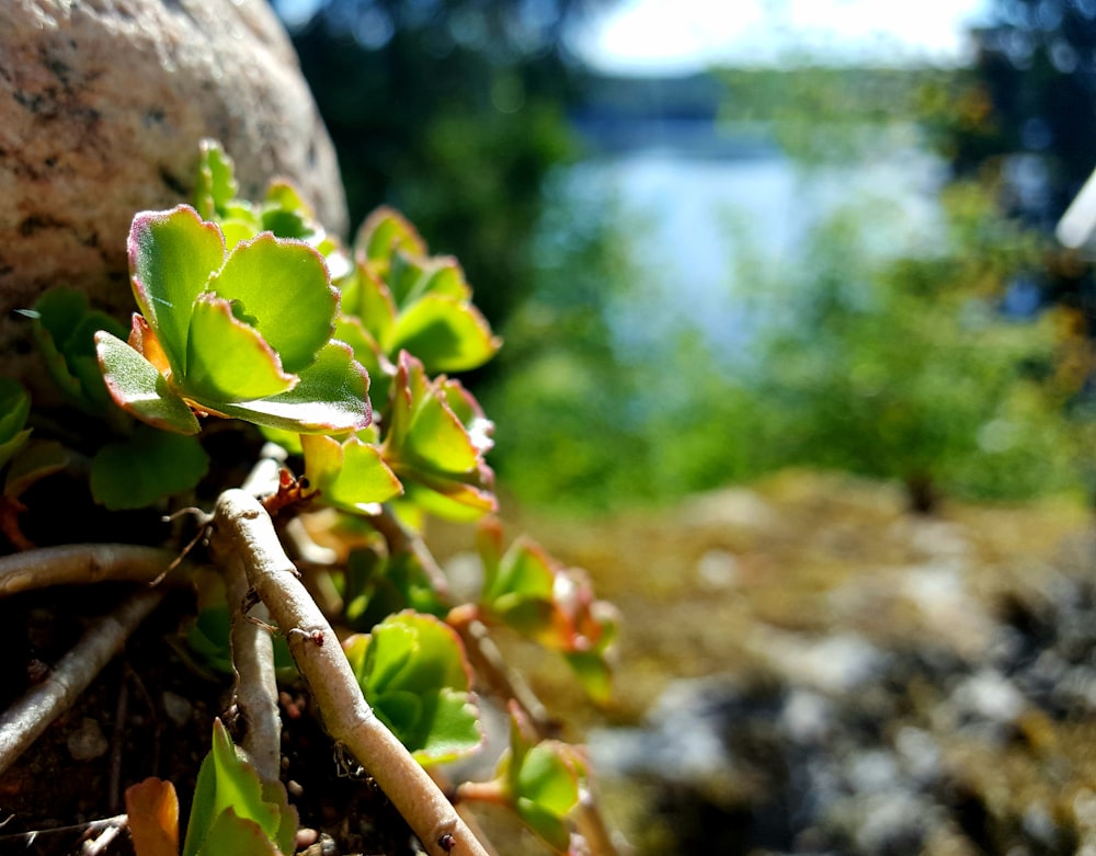 a close up of a plant