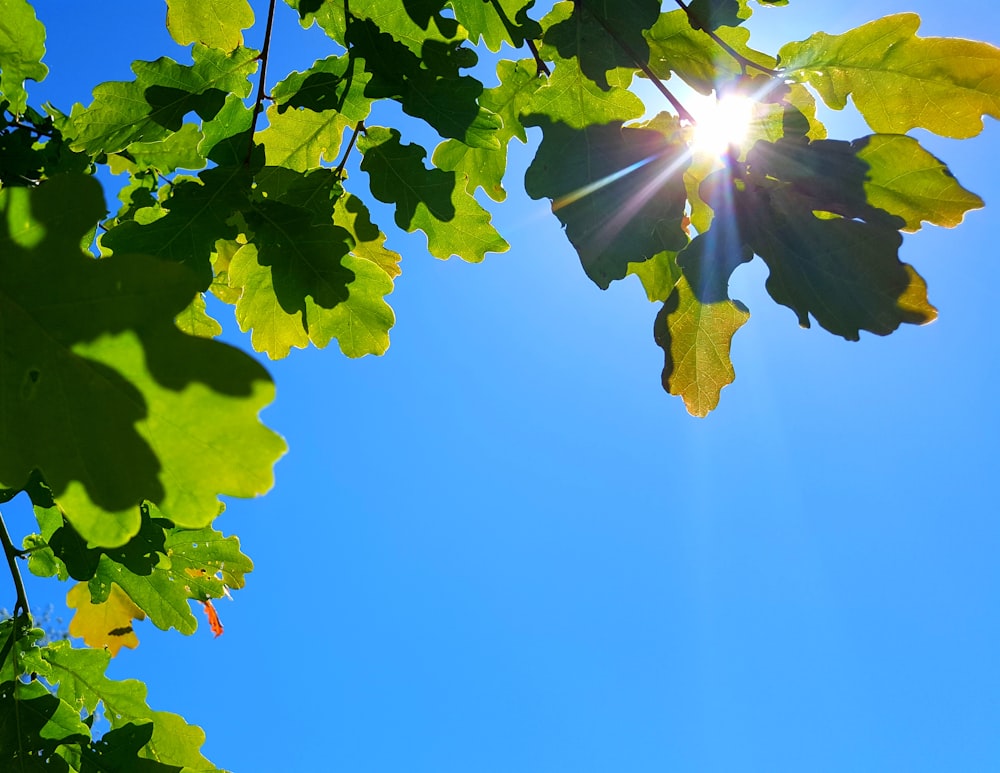 a tree with leaves and the sun in the background