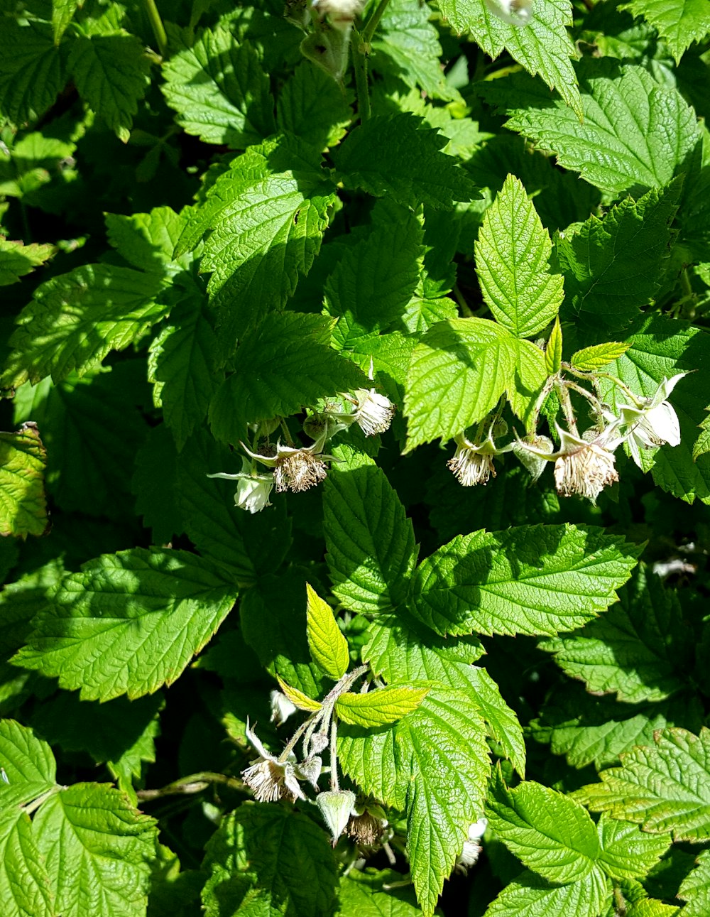 a close up of some leaves