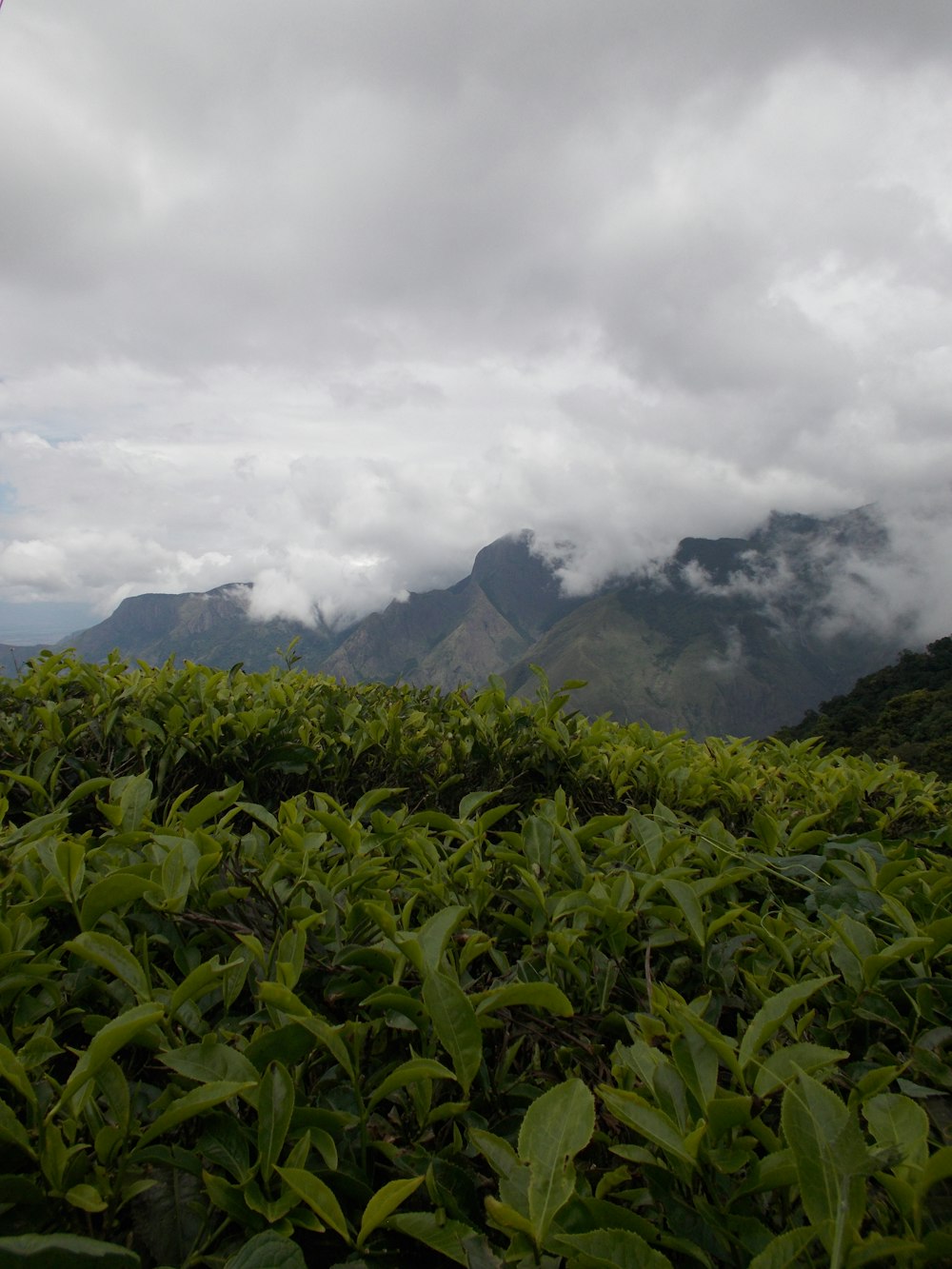 a large green field with mountains in the background