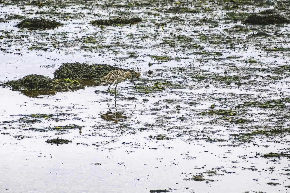 un oiseau debout dans l’eau