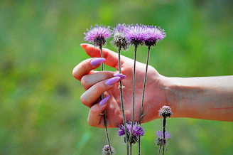 a hand holding a small purple flower