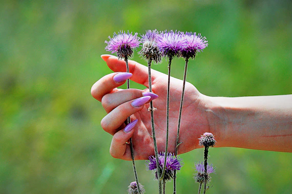 a hand holding a small purple flower