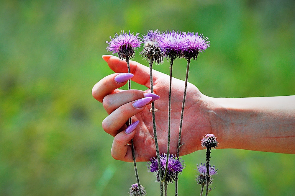 a hand holding a small purple flower