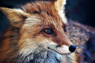 A close-up photo of a curious fox peeking through autumn leaves, capturing its bright eyes and soft fur in warm natural light.