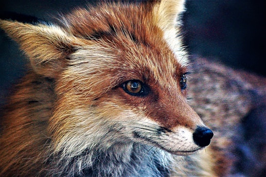 A close-up photo of a curious fox peeking through autumn leaves, capturing its bright eyes and soft fur in warm natural light.