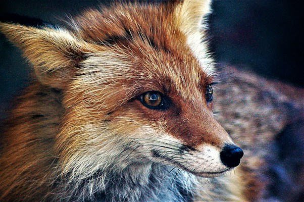 A close-up of a fox with strikingly detailed fur that ranges in color from reddish-brown to white. Its sharp eyes are focused and alert, with a hint of reflection. The overall setting is natural, with the fox's textured fur standing out prominently against a soft, blurred background.