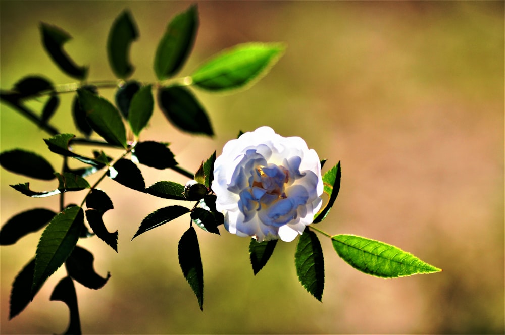 a white flower on a plant
