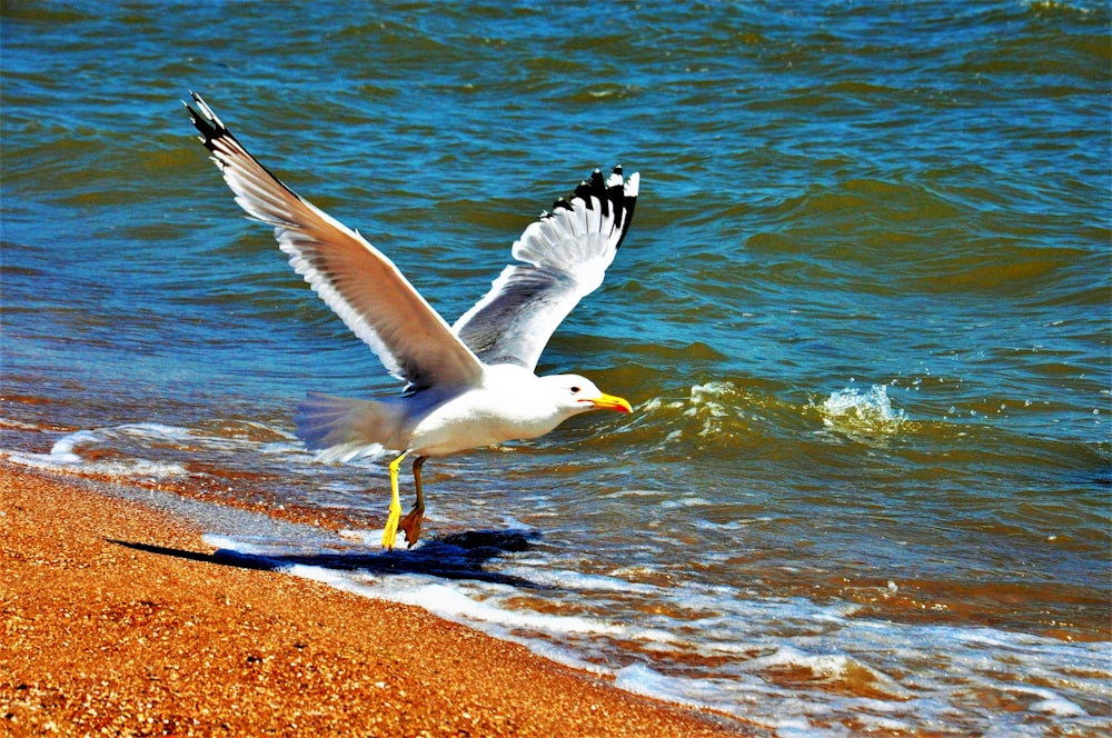 uma gaivota em pé em uma praia