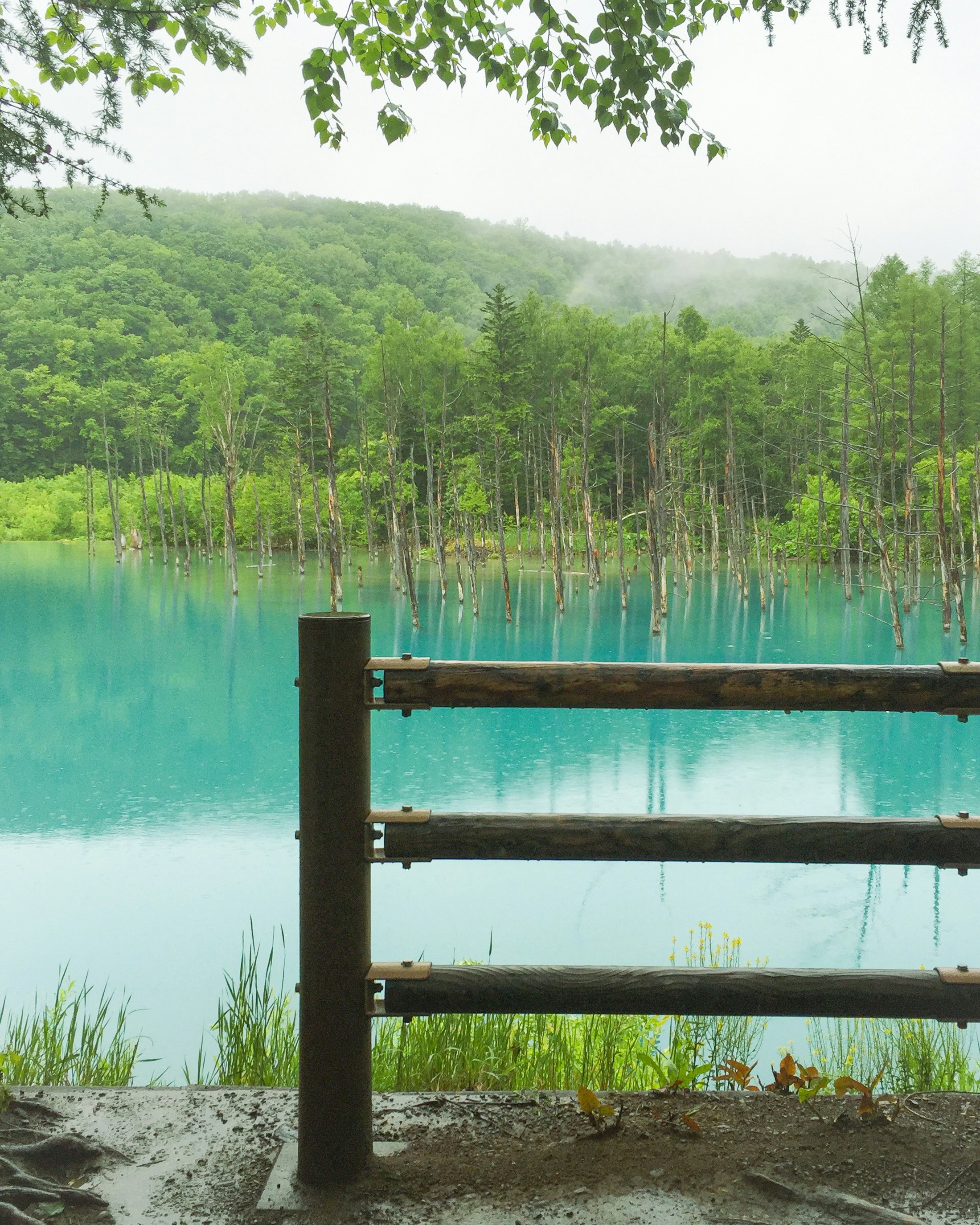 Photo by _arcticfoxieslens