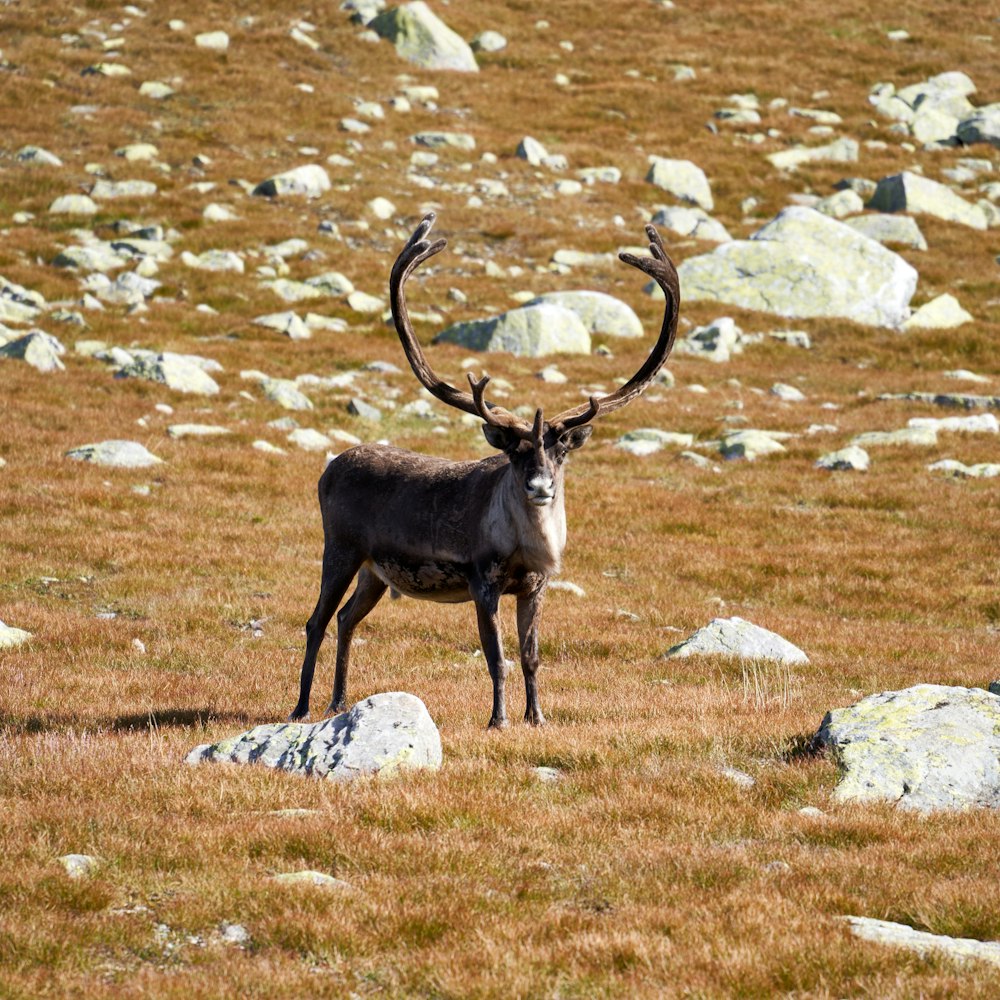 a couple of deer in a field