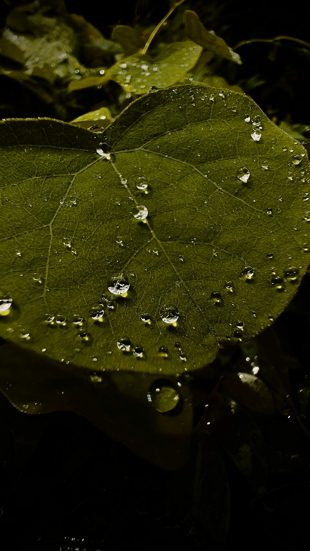 a leaf with water drops on it