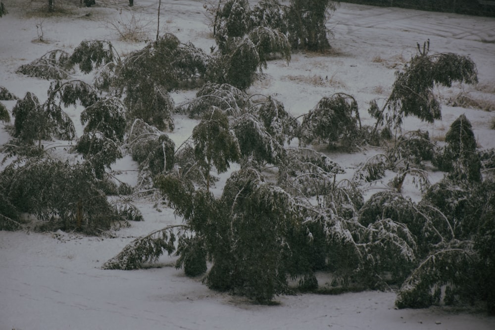 a group of trees covered in snow