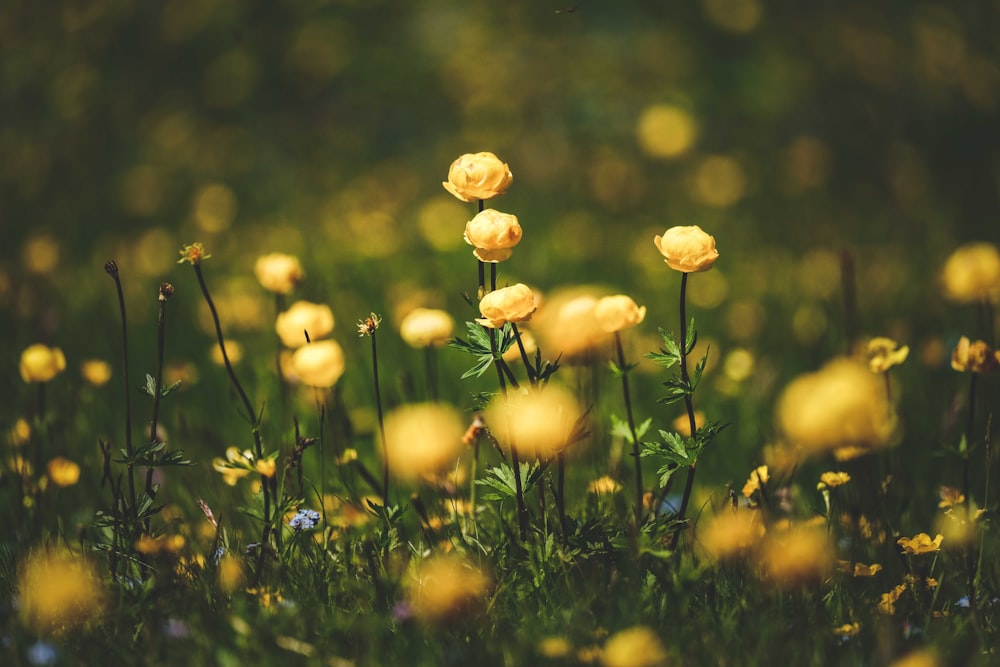 Un campo de flores amarillas