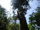 A cat climbing a tree in a secure garden environment.
