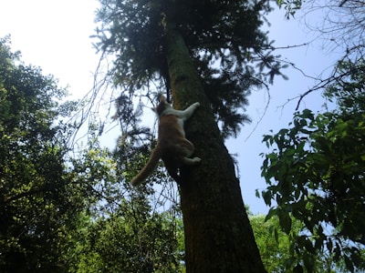 A cat climbing a tree in a secure garden environment.
