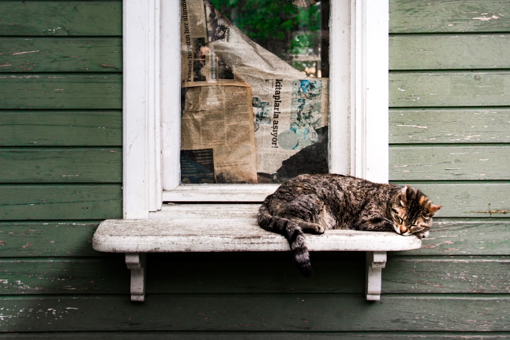 a cat sitting on a bench