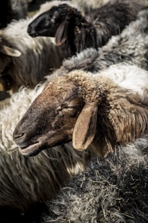 A close-up view of a group of sheep with predominantly dark and brown wool. The focus is on one sheep with a brown face, standing amidst the flock. The texture of the wool is clearly visible, with shades ranging from dark gray to white.