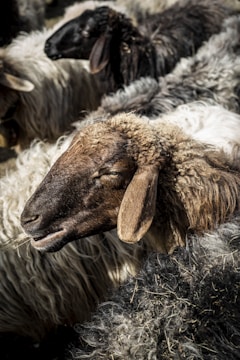 A close-up view of a group of sheep with predominantly dark and brown wool. The focus is on one sheep with a brown face, standing amidst the flock. The texture of the wool is clearly visible, with shades ranging from dark gray to white.