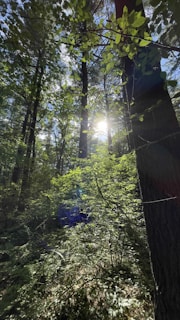 Sunlight filtering through a dense canopy of towering heritage trees