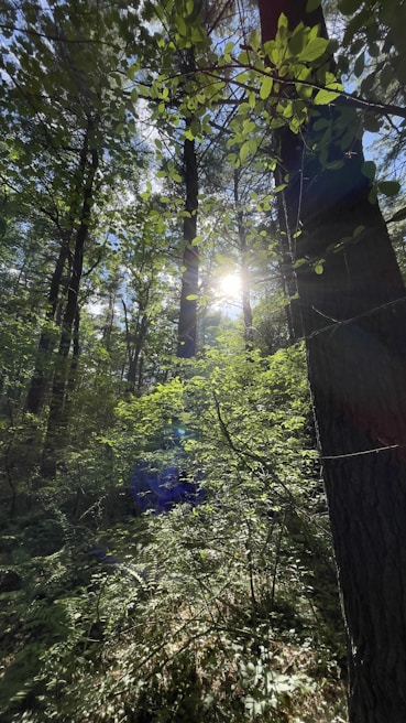 Sunlight filtering through a dense canopy of towering heritage trees