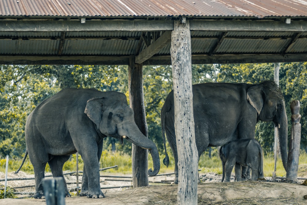 elephants under a shelter