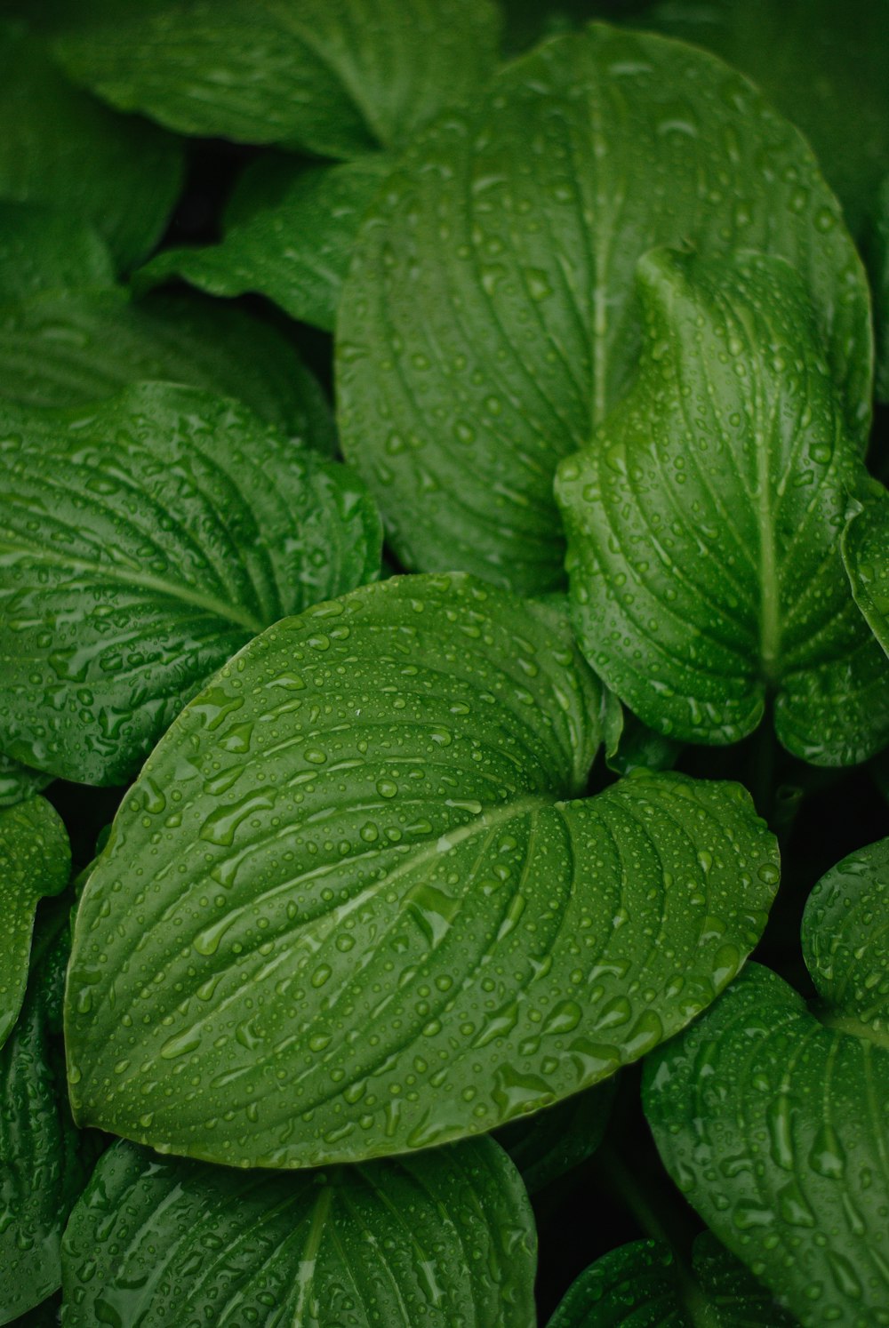 a group of green leaves