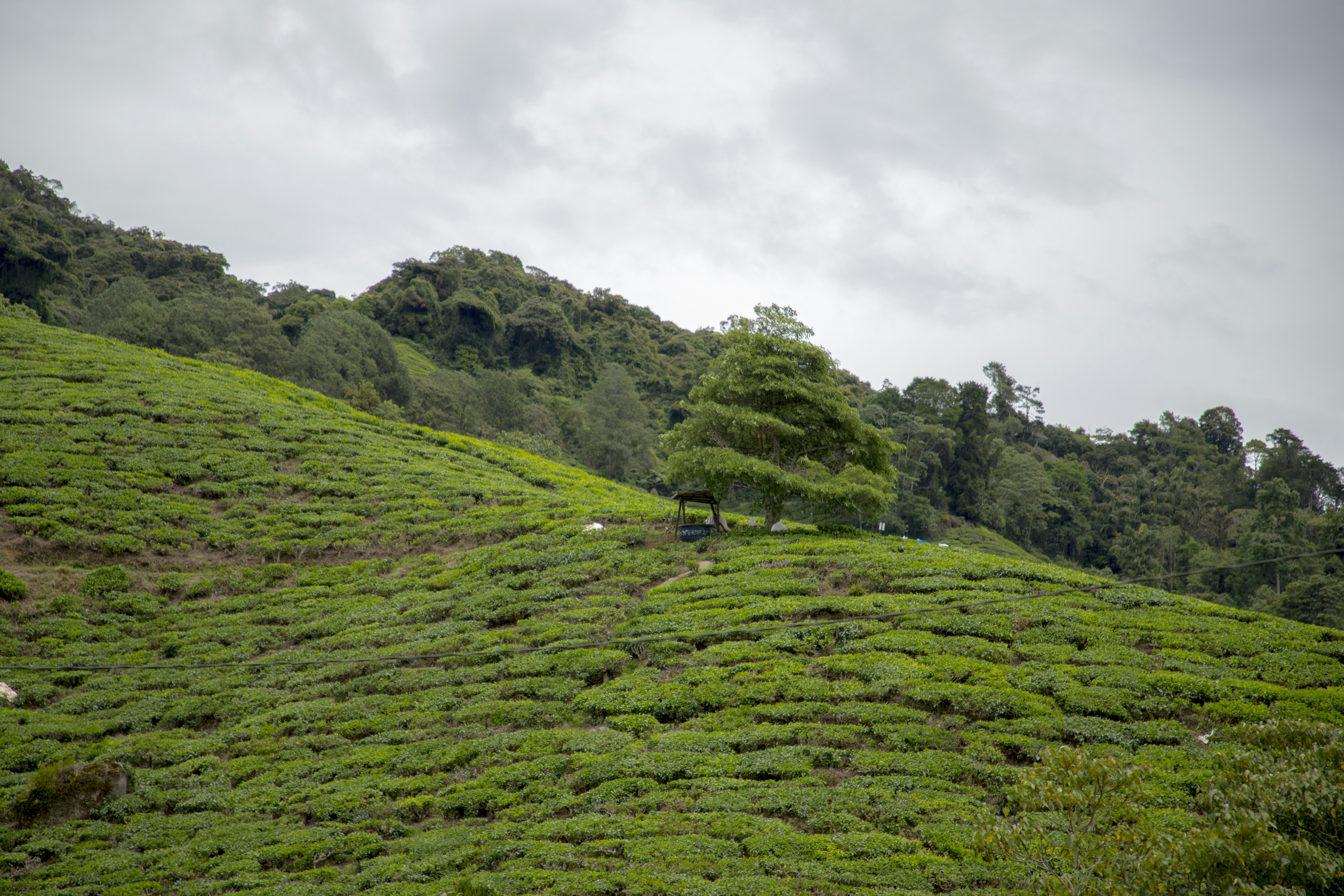 a grassy hill with trees on it