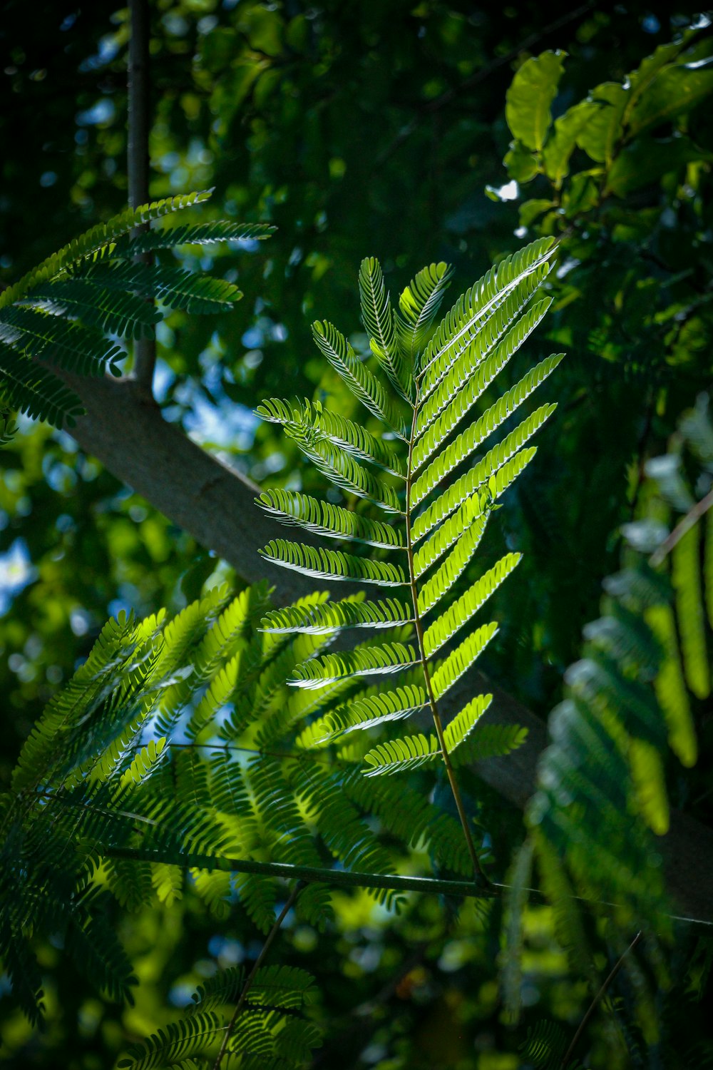 a close up of a plant